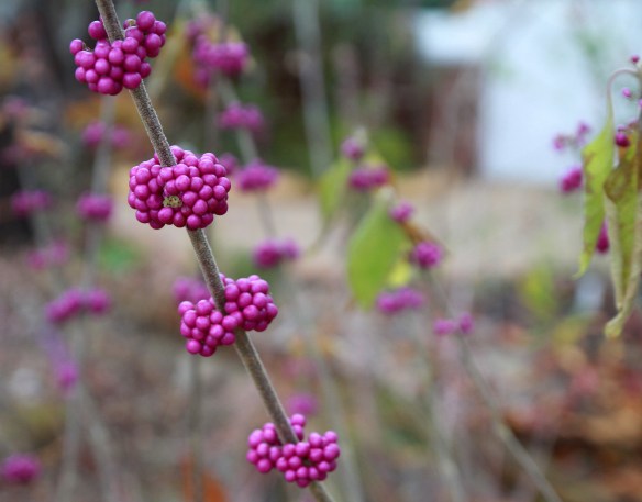 purpleberries