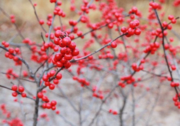 red_berries