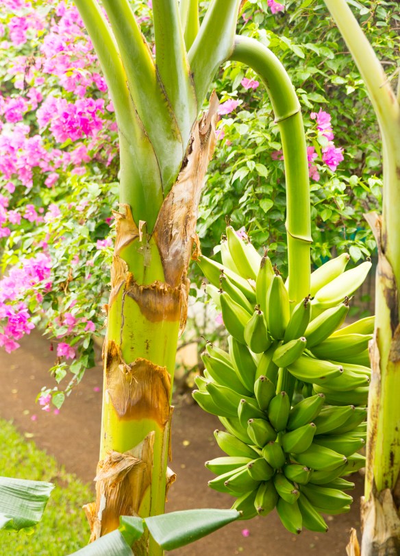 LEON_NICARAGUA_2014_355