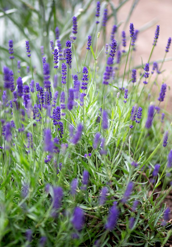 LONDON_IMPRESSIONS_004