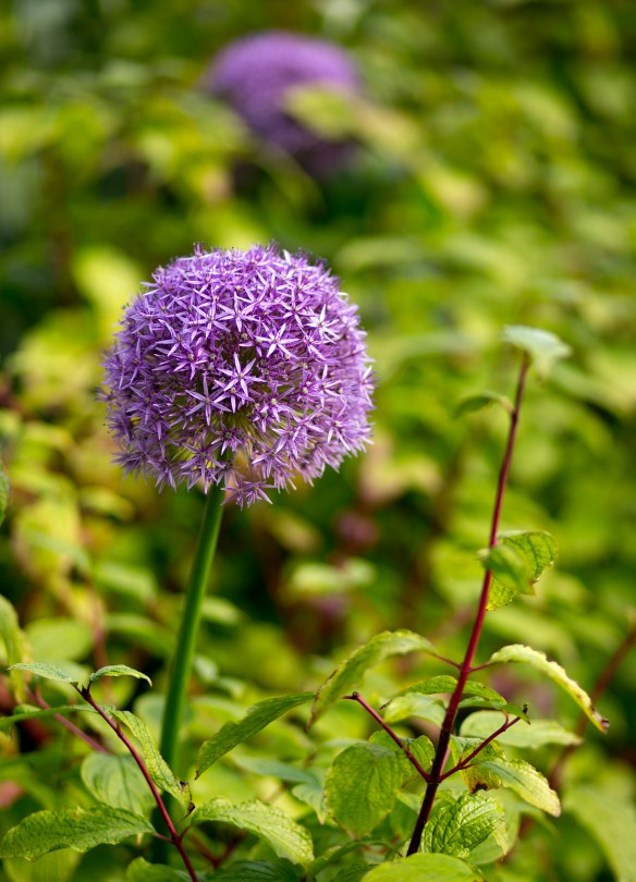 LONDON_IMPRESSIONS_056