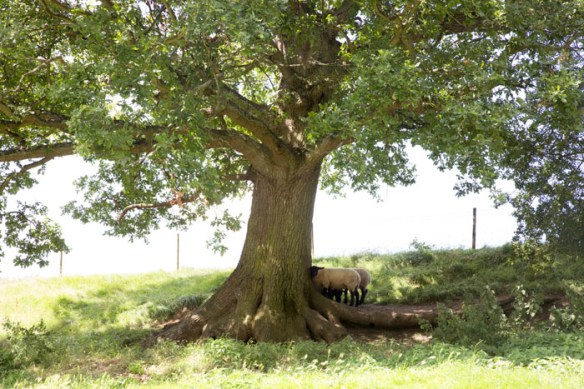 castle_headingham_016