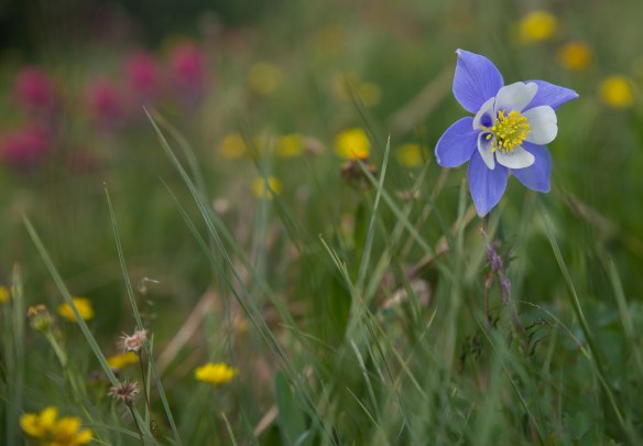 Backpacking Herman Gulch 10219101010i3