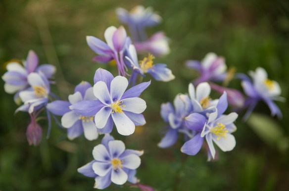 Backpacking Herman Gulch 10225101010i3