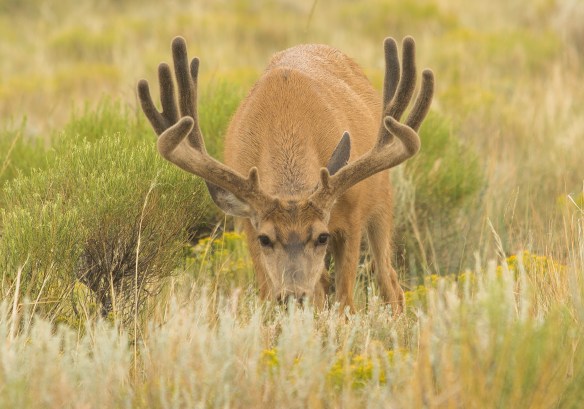 Great Sand Dunes 10734101010i3