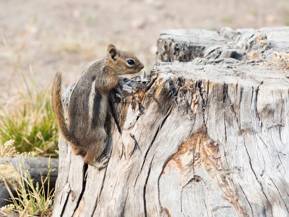Rawah Wilderness Camping with Jen and Matt 10442