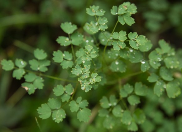 RMNP with Minx 00122