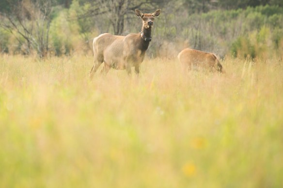 RMNP with Minx 00168