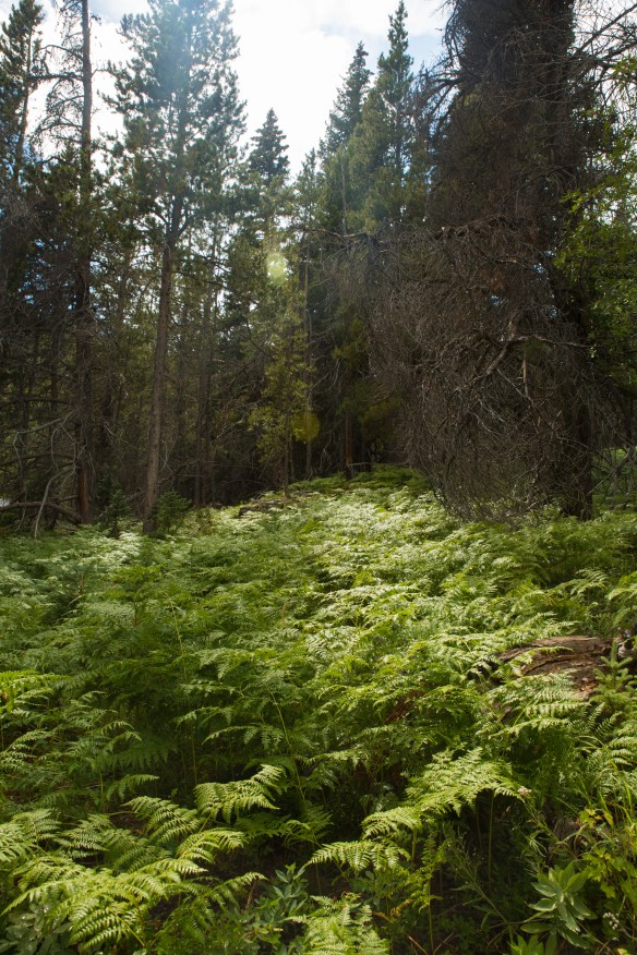 RMNP with Minx 00361