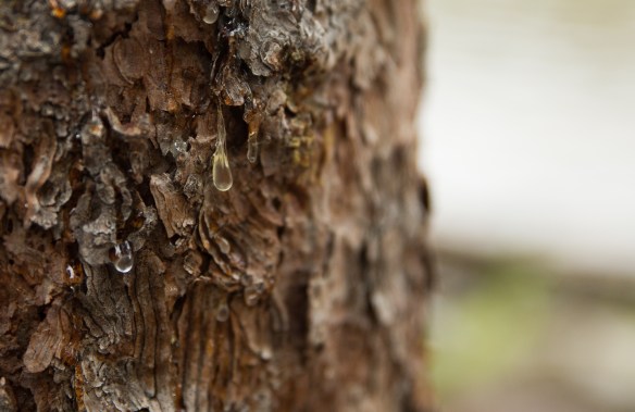 RMNP with Minx 00370