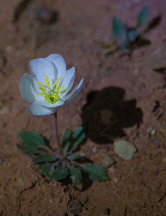 CanyonlandsArches 06340Arches and Canyonlands