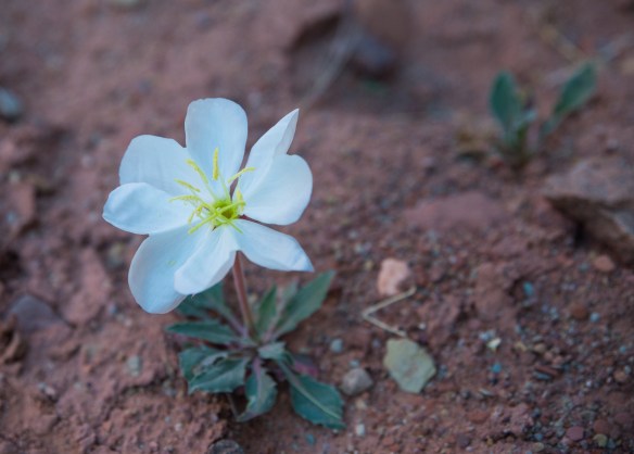 CanyonlandsArches 06356Arches and Canyonlands