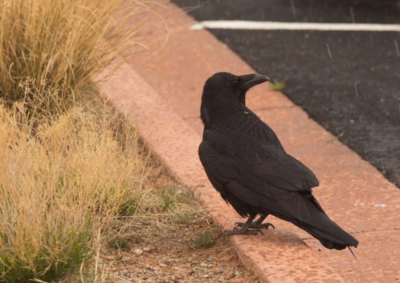 CanyonlandsArches 06498Arches and Canyonlands